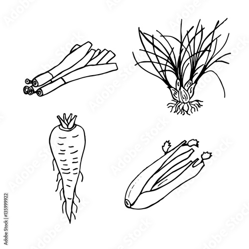 Set of four of hand drawn vegetables