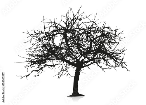 Baum Silhouette