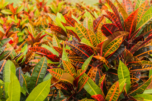 colorful croton plant,tropical tree leaf texture. photo