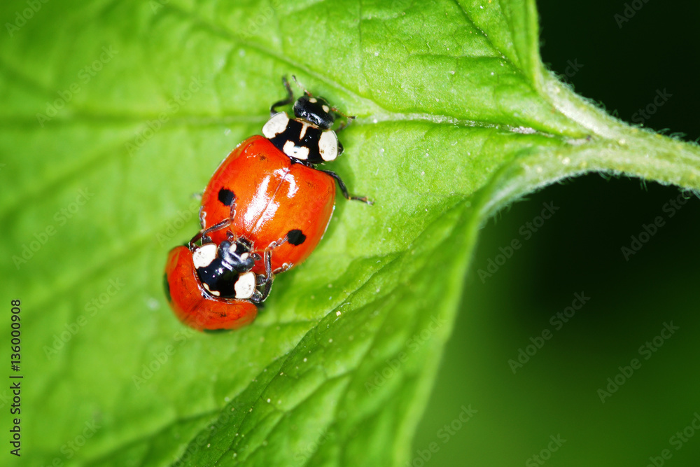 Fototapeta premium ladybugs