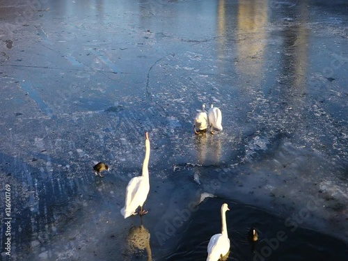 Schwäne auf Eisfläche
