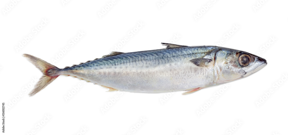 Uncooked bullet tuna on a light background Uncooked bullet tuna on a light background