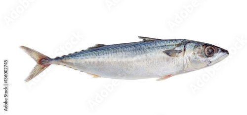 Uncooked bullet tuna on a light background