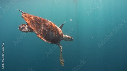 Sea turtle swimming underwater in the sea. Turtle moves its flippers in the ocean under water in the rays of the sun. Wonderful and beautiful underwater world. Diving and snorkeling the tropical sea