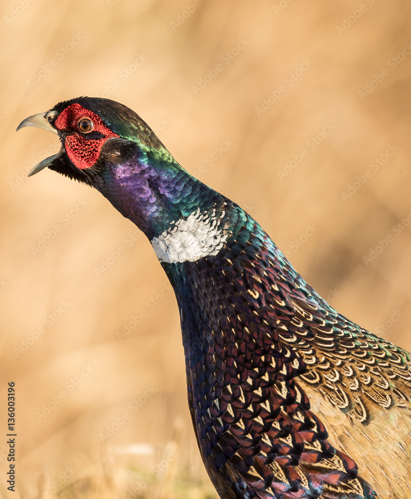 Pheasant StockFoto Adobe Stock
