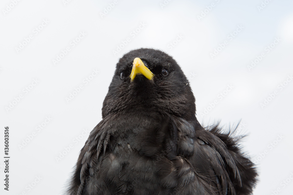 Portrait alpine chough (Pyrrhocorax graculus) Portrait alpine chough (Pyrrhocorax graculus)
