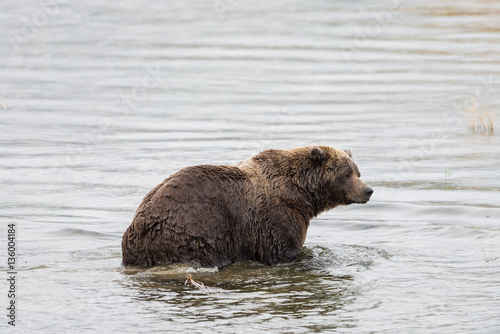 Brown Bear in Brooks River Alaska.