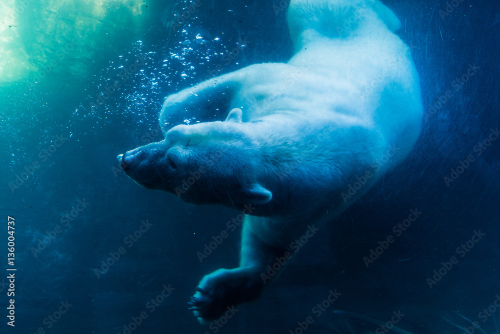 Polar Bear Diving