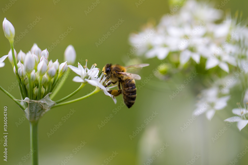 Honey bee and white flowers in the garden Honey bee and white flowers in the garden