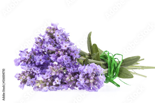 Violet lavendula flowers isolated on white background, close up