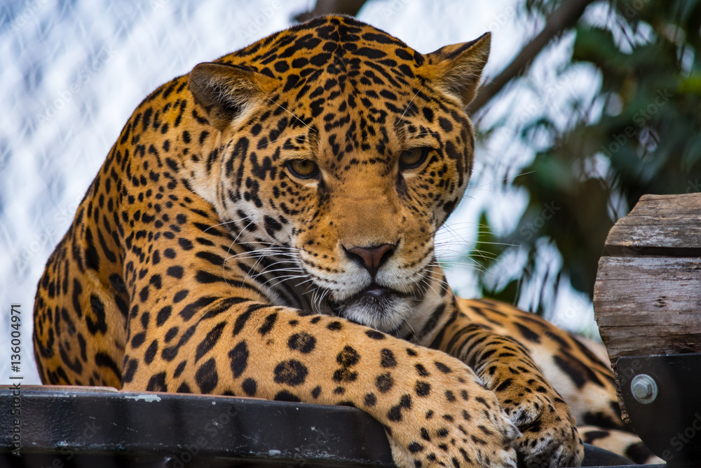 Obraz premium Leopard