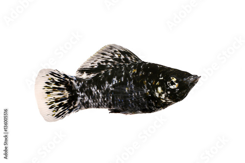 Photography Spotted Black Molly Poecilia sphenops vetiprovidentiae aquarium fish