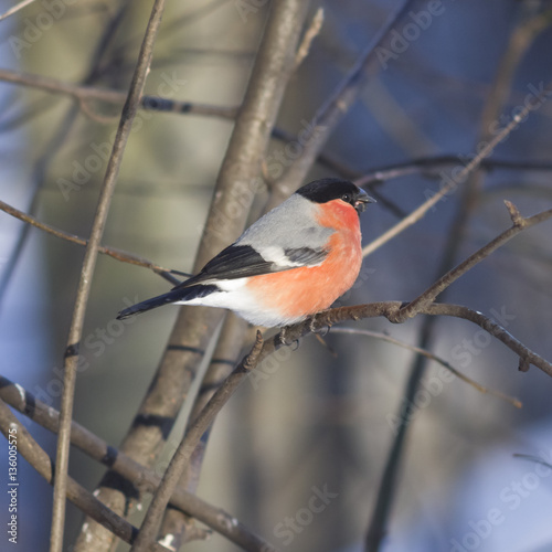 Red-colored Male of Eurasian Bullfinch, Pyrrhula pyrrhula, close-up portrait on branch with bokeh background, selective focus, shallow DOF