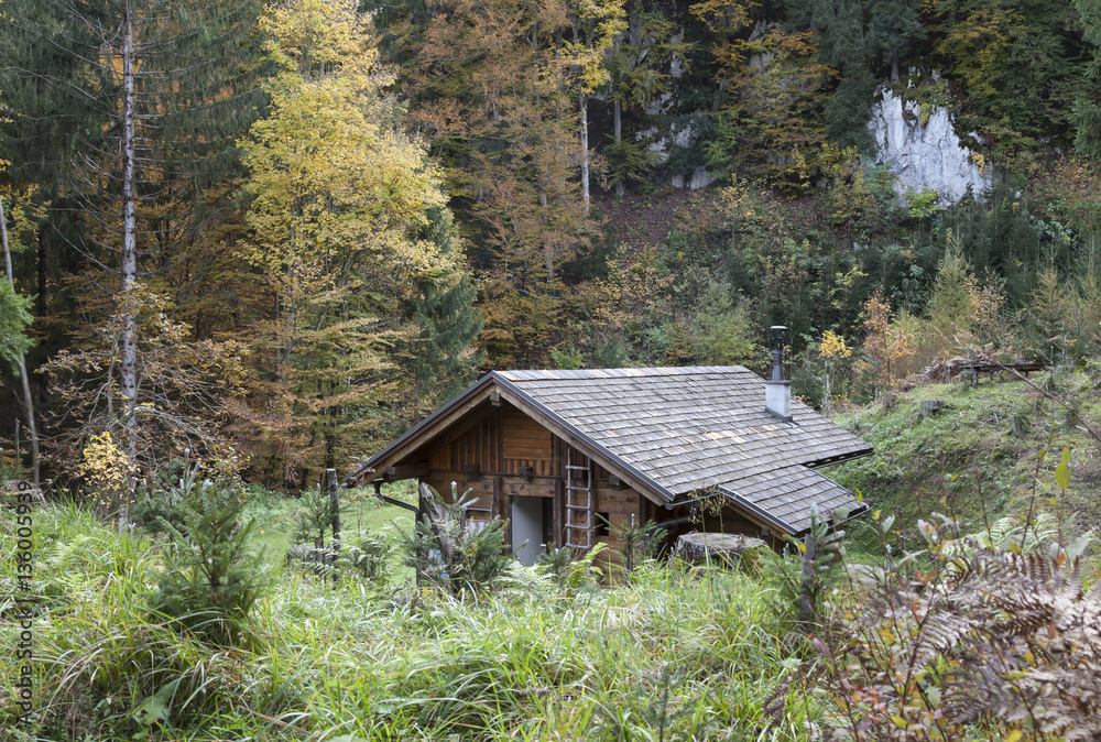 Herbstwald