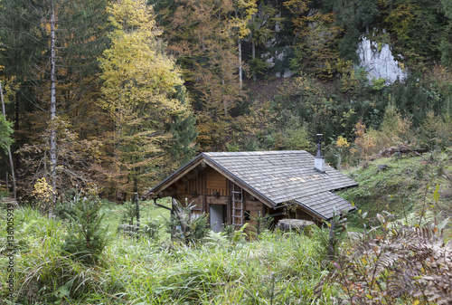 Obraz na płótnie Herbstwald w salonie