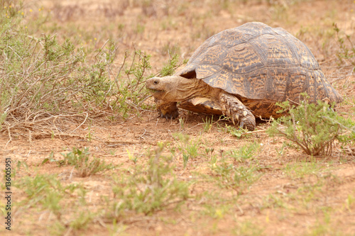 Schildkröte im afrikanischen Busch  photo