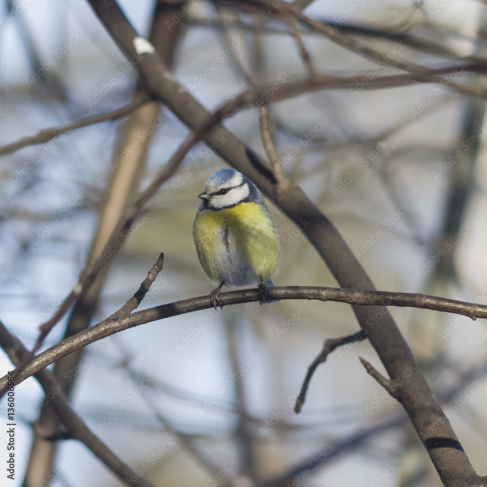 Fototapeta premium Eurasian blue tit, Cyanistes caeruleus, sitting in branches, closeup portrait, selective focus, shallow DOF