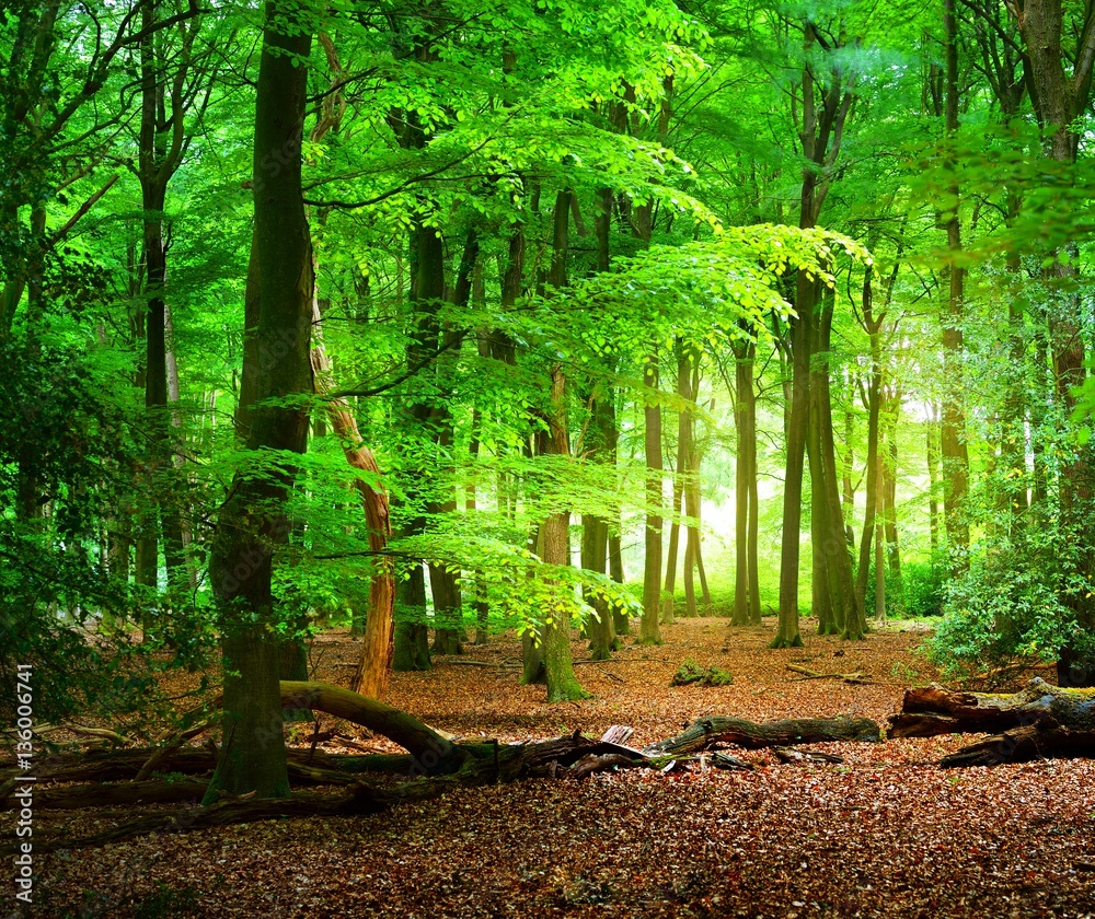 Fototapeta Wiosenny las bukowy w Holandii, Veluwe.