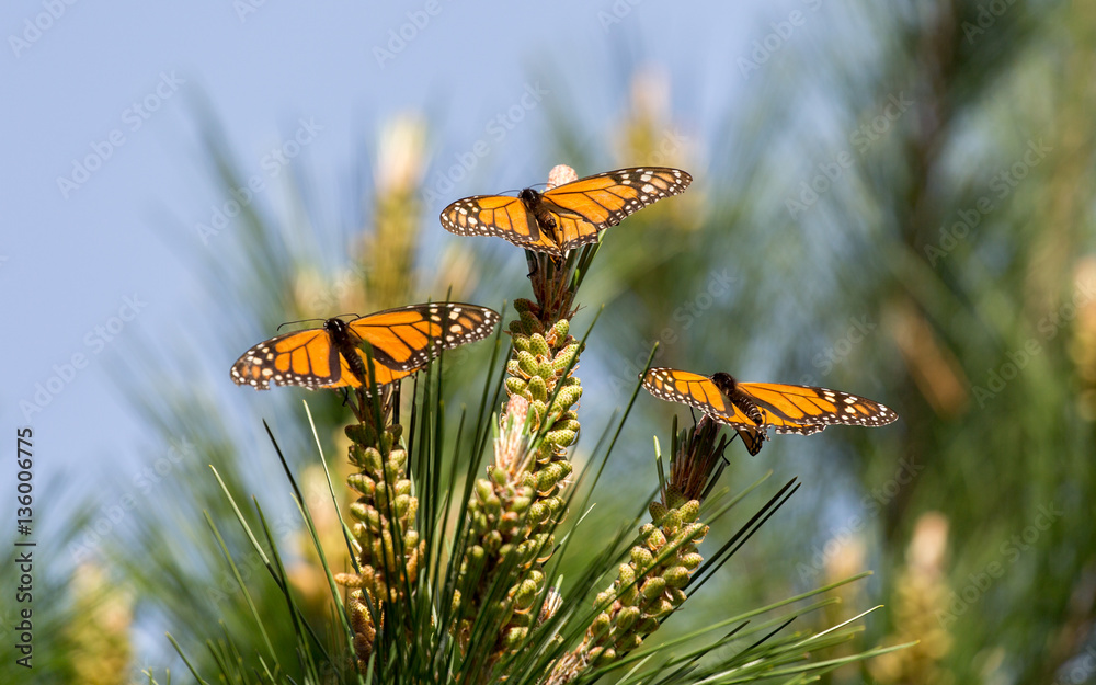 Fototapeta premium Monarch Butterflies Perched on Monterey Cypress Tree. Monarch Butterfly Sanctuary, Pacific Grove, Kalifornia, USA.