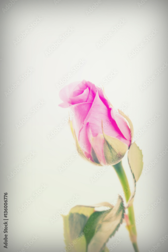 Delicate rose on a plain white background Delicate rose on a plain white background