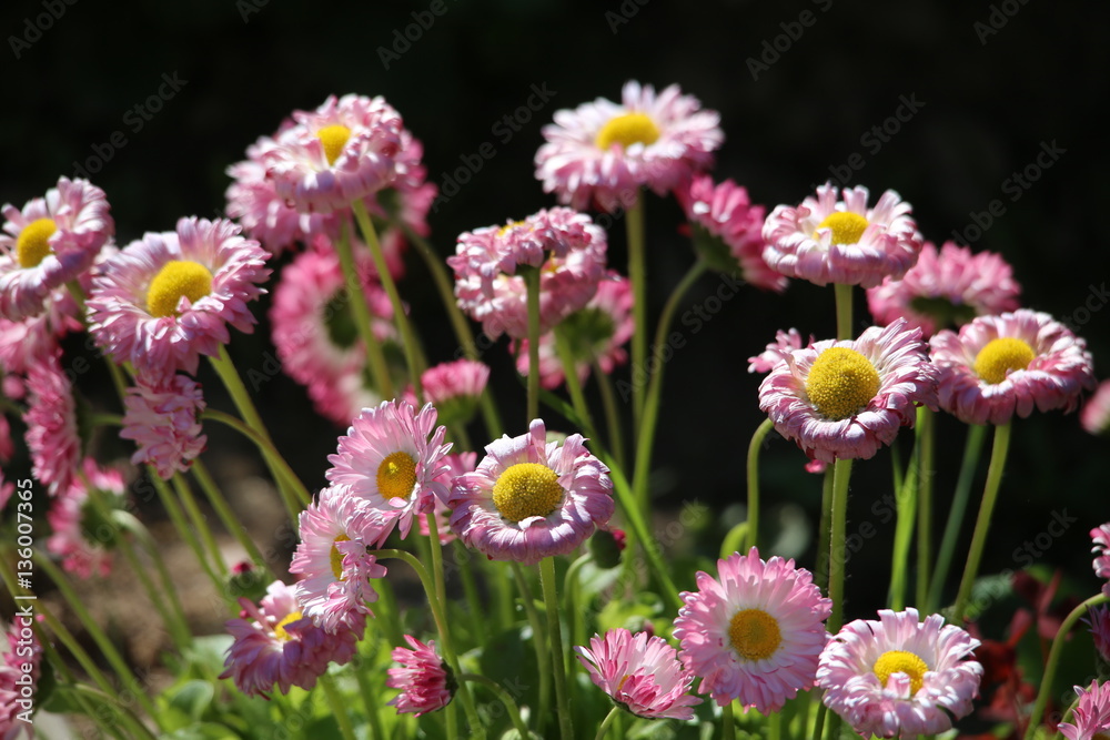 wildflowers flowers wildflowers flowers