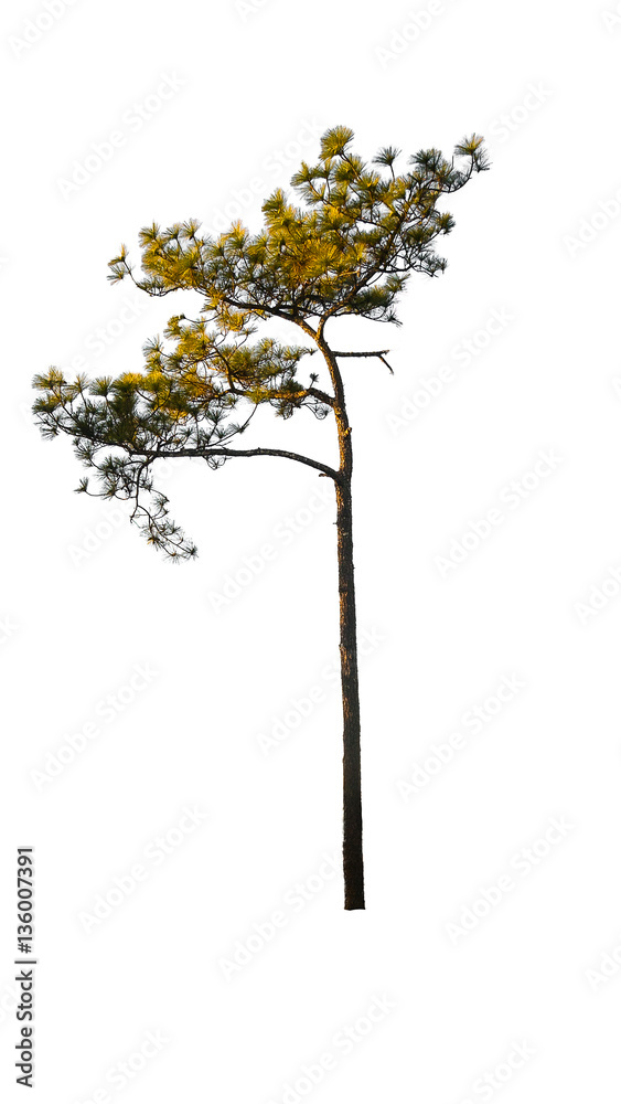 Fototapeta premium Abstract tree on white background with clipping - path.