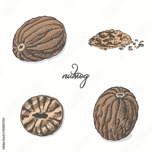 Isolated nutmeg on a white background