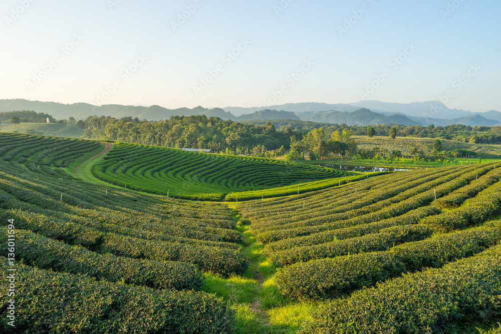 Beautiful Green Tea farm landscape before sunset, Chiang Rai, Th