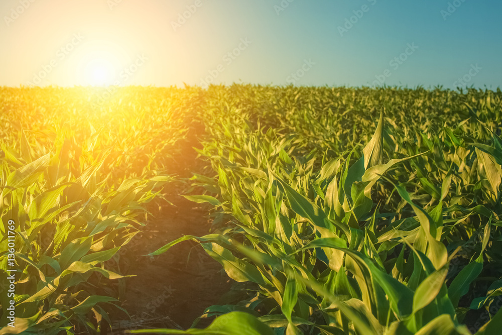 Ταπετσαρία Summer day highlights the agricultural field, which is growing in neat rows, high, green, sweet corn