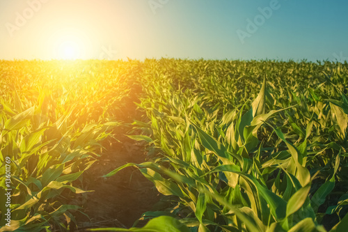 Summer day highlights the agricultural field, which is growing in neat rows, high, green, sweet corn.In the background the sun shines.The family of cereals and grain crops. photo