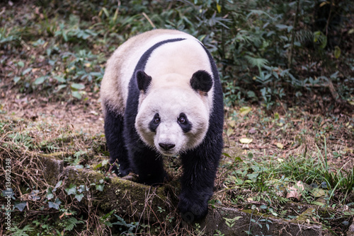Giant panda, photographed in Sichuan, China © chendongshan