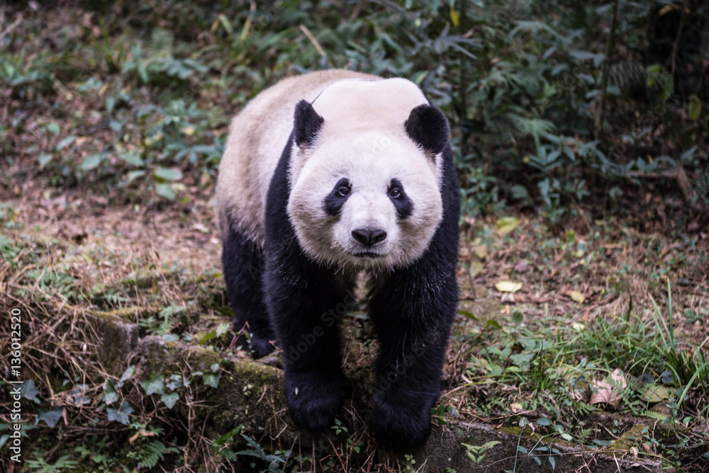 Giant panda, photographed in Sichuan, China Giant panda, photographed in Sichuan, China