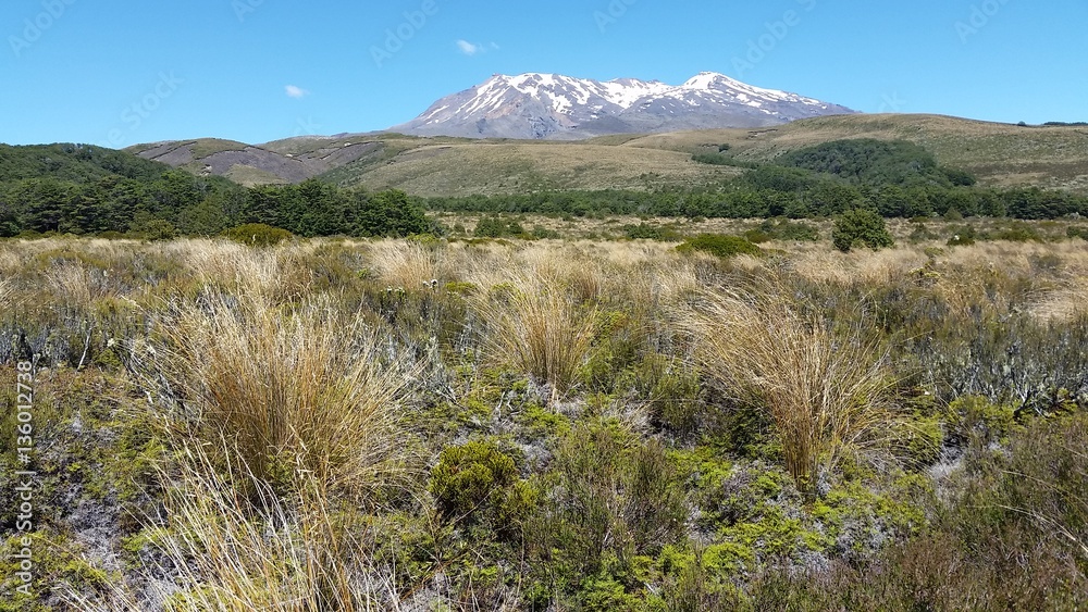 Mount Ruapehu through tussock in New Zealand National Park Mount Ruapehu through tussock in New Zealand National Park