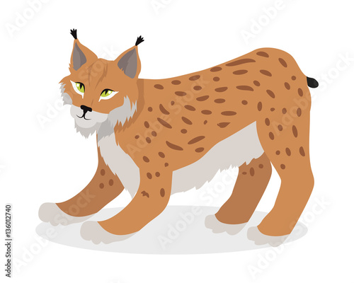Lynx, Bobcat, Wildcat Isolated on White Cat family