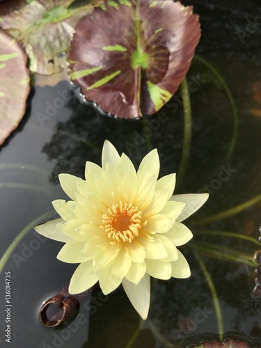 Nymphaea nouchali or Nyuphaea stellata or Nymphaea cyanea or Star lotus or Star Water lily. photo