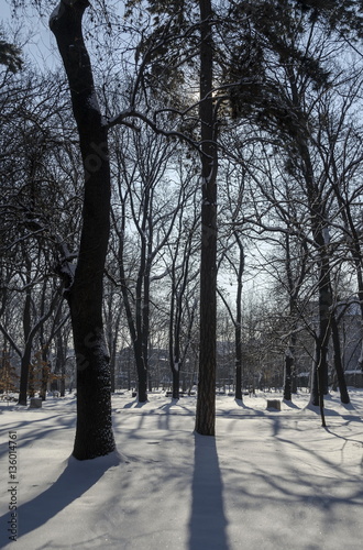 Magnetic winter scene of forest  covered with new snow in park, Sofia, Bulgaria  © vili45