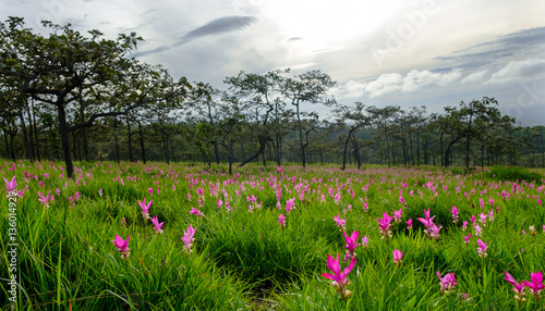Fototapeta Naklejka Na Ścianę i Meble -  Beautiful Siam Tulip in nature at Thailand