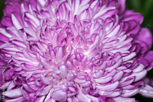 Pink petal background. Macro shot with shallow depth of field.