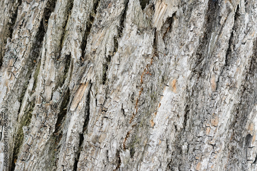 bark of tree