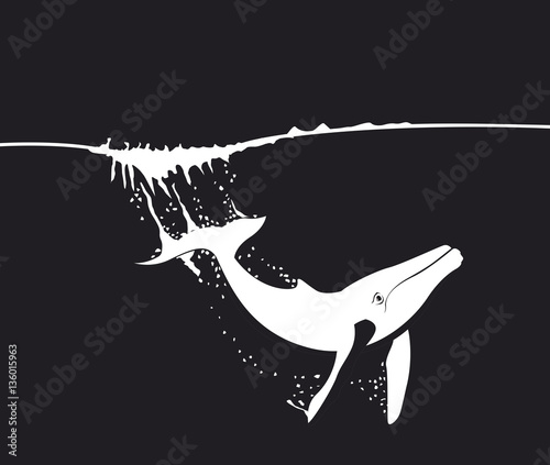 Baleine plongeant en noir et blanc