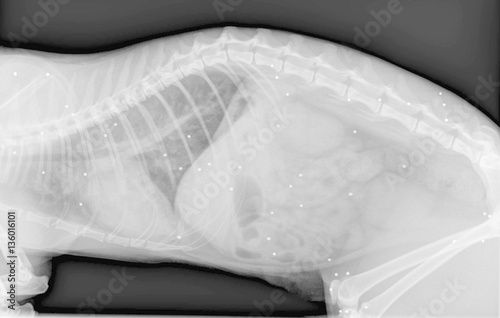 Radiographie d'un chat criblé de plombs photo