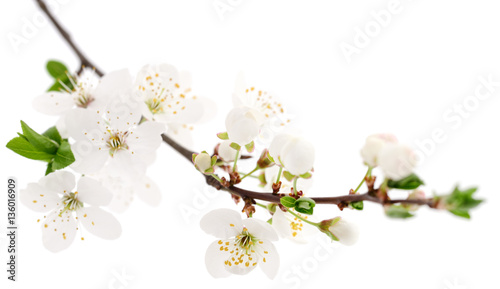 Cherry flowers on white.