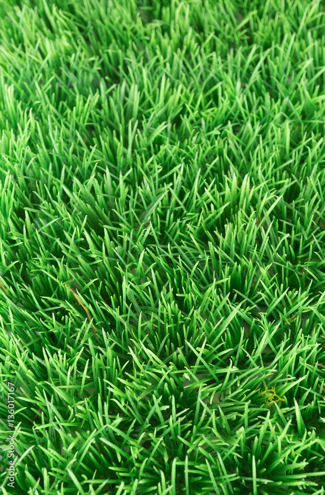 Gras, Sicht von oben, vertikal und Textfreiraum Gras, Sicht von oben, vertikal und Textfreiraum