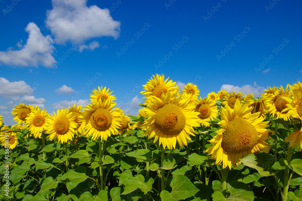 Fototapeta premium field of blooming sunflowers
