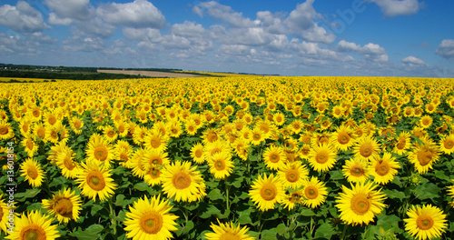 field of blooming sunflowers