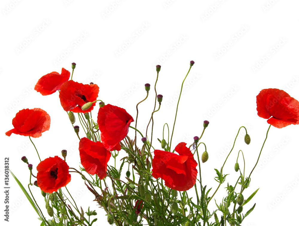 Obraz premium czerwone maki na białym tle