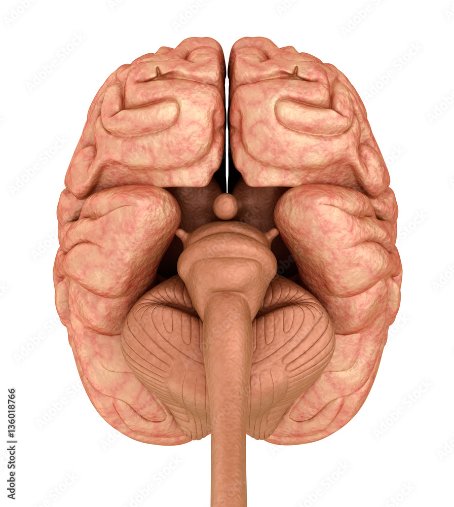 Obraz na plátně Human brain 3D model, isolated on white