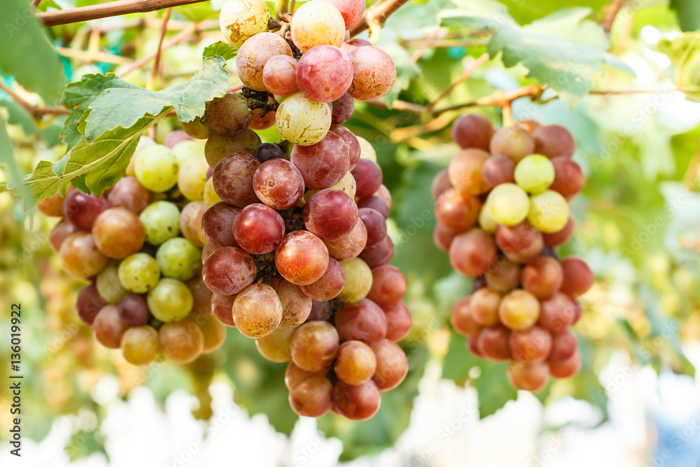 Branches of red wine grapes growing . Close up view of fresh red wine grape Vineyard view with big red grape growing. Natural grapevine Branches of red wine grapes growing . Close up view of fresh red wine grape Vineyard view with big red grape growing. Natural grapevine