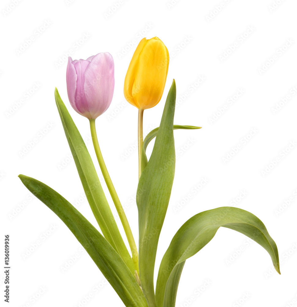 Yellow and pink  tulips
