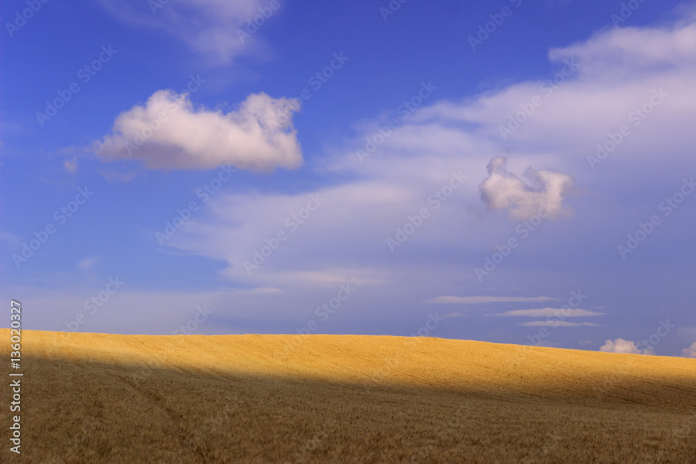 Between Apulia and Basilicata. Hilly landscape with cornfields. ITALY. Agricultural countryside: field between light and shadow with lonely clouds. Between Apulia and Basilicata. Hilly landscape with cornfields. ITALY. Agricultural countryside: field between light and shadow with lonely clouds.